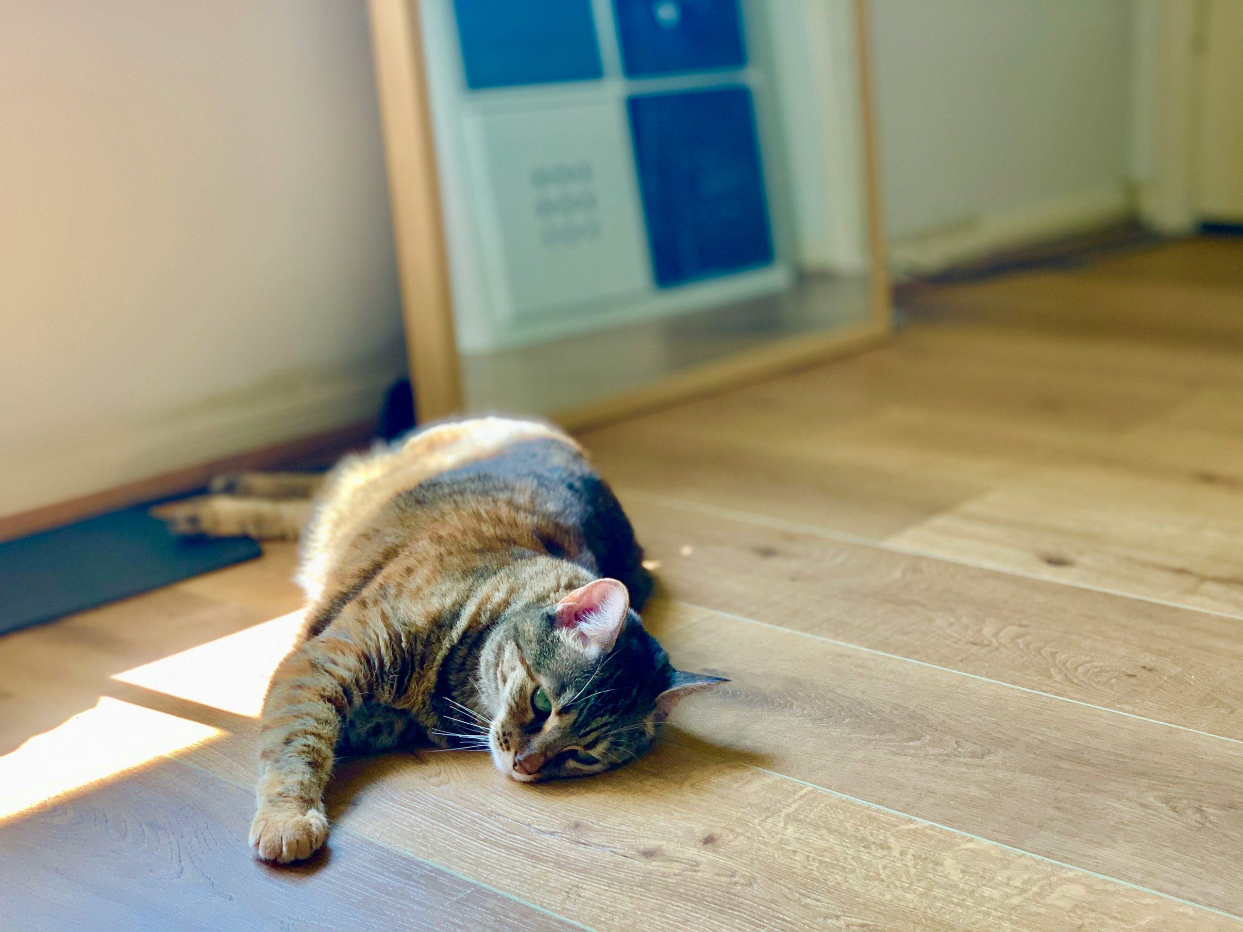 home flooring